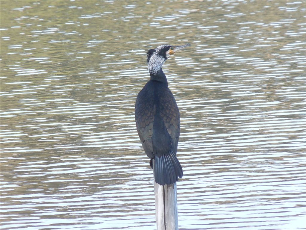 Cormorano